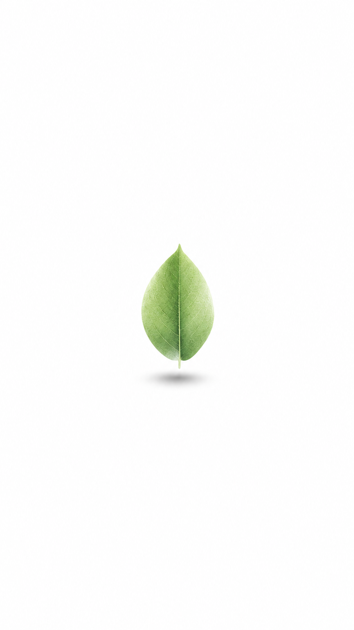 Minimalist Single Delicate Green Leaf Vast White