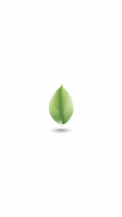 Minimalist Single Delicate Green Leaf Vast White